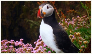 Puffin at Handa island near Scourie campsite